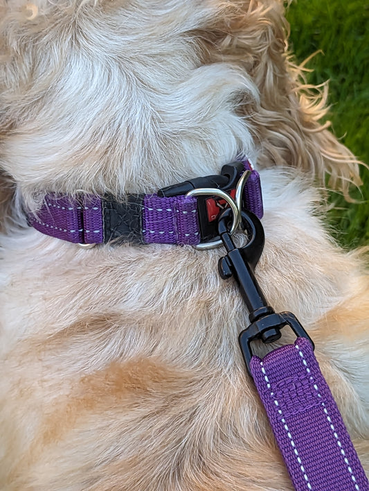 Unleash Safety and Style with the EzyDog Double Up Dog Collar