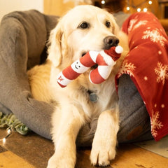 Petface Candy the Christmas Cane Plush Dog Toy in Dogs Mouth