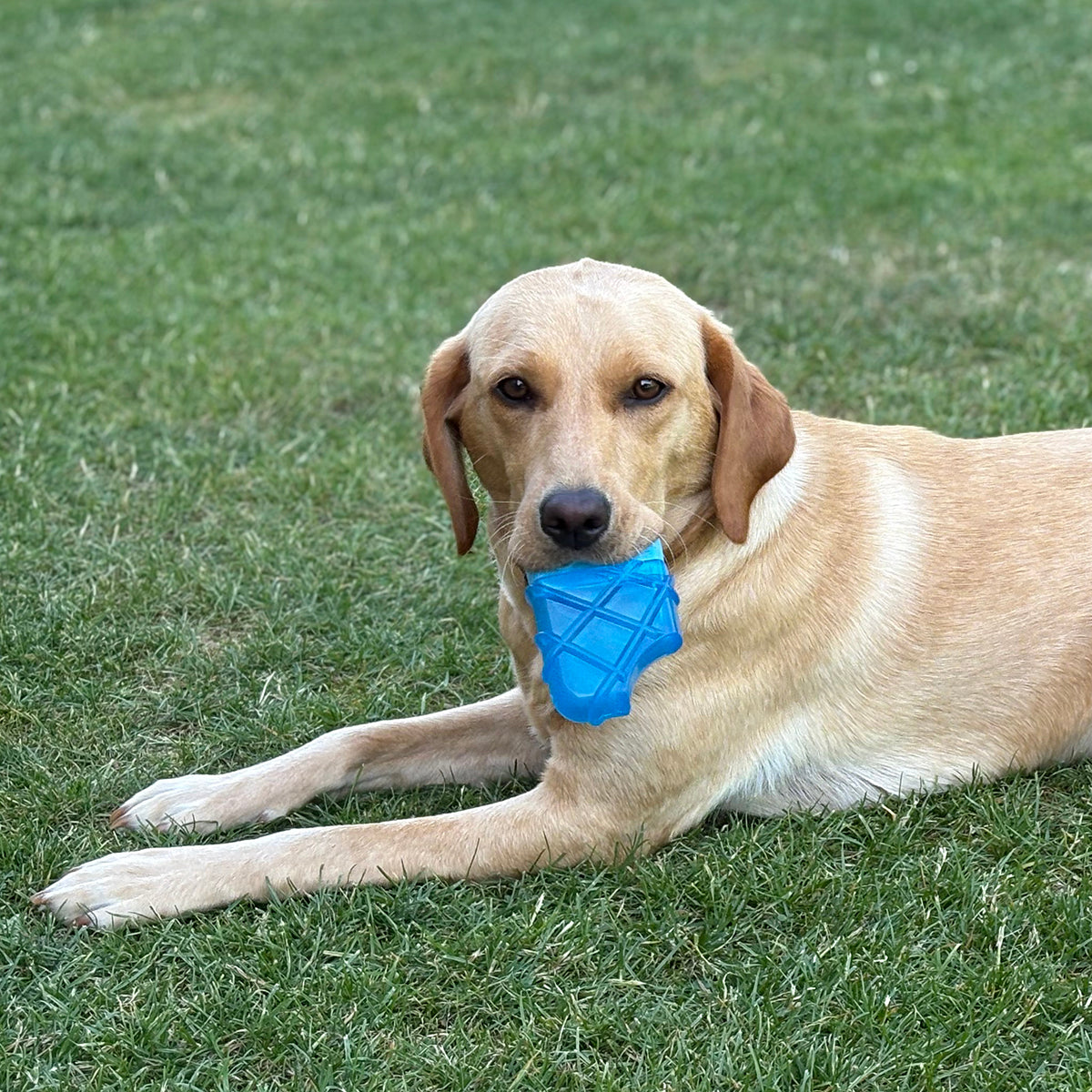 Danish Design Cooling Ice Lolly Dog Toy with Dog