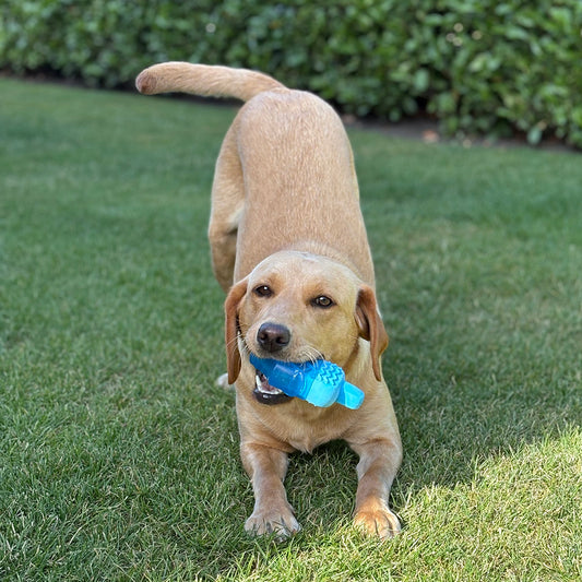 Danish Design Cooling Ice Lolly Dog Toy with Dog 1200