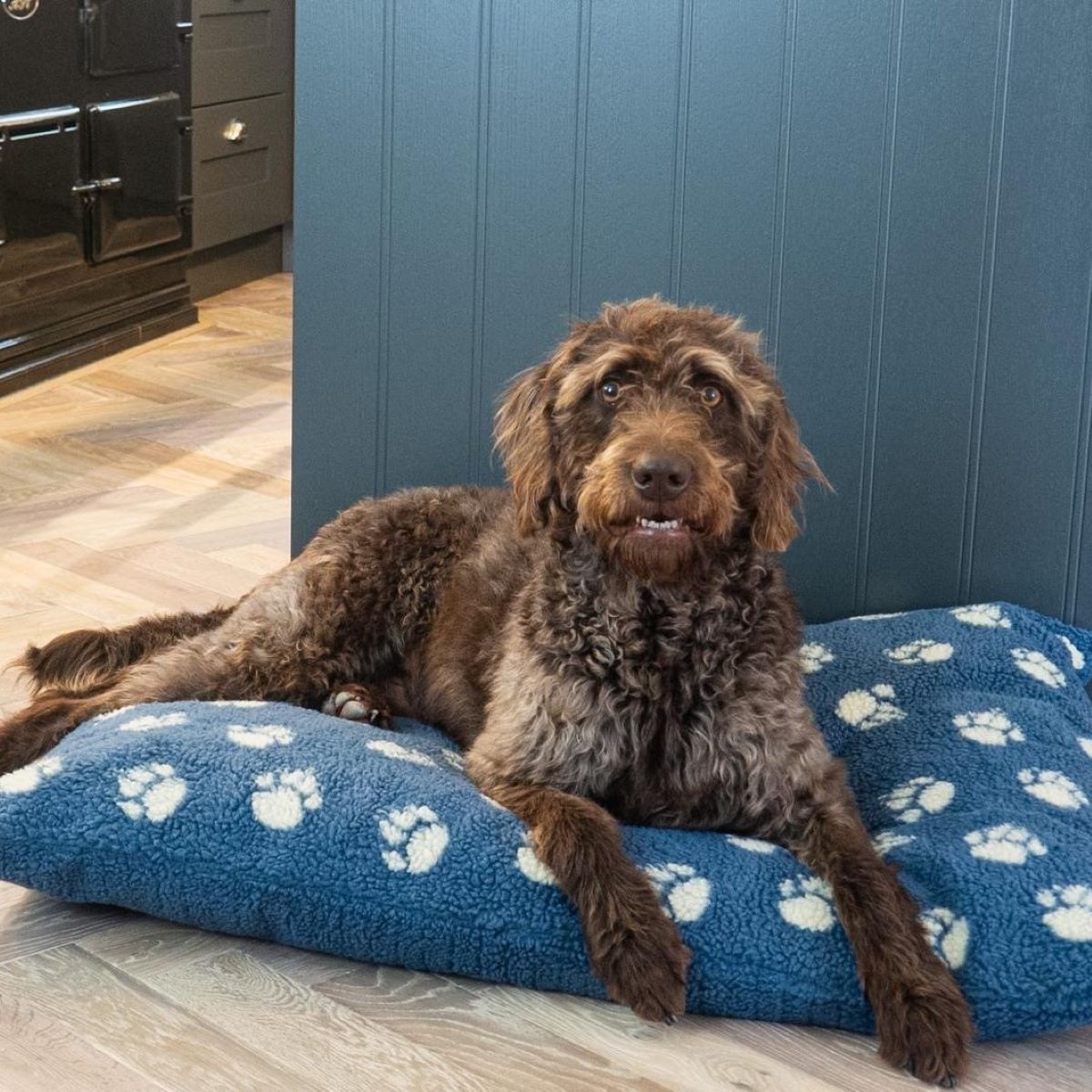 Danish Design Blue Sherpa Fleece Deep Duvet Dog Bed – Harbour Paw with Dog in a Kitchen Setting