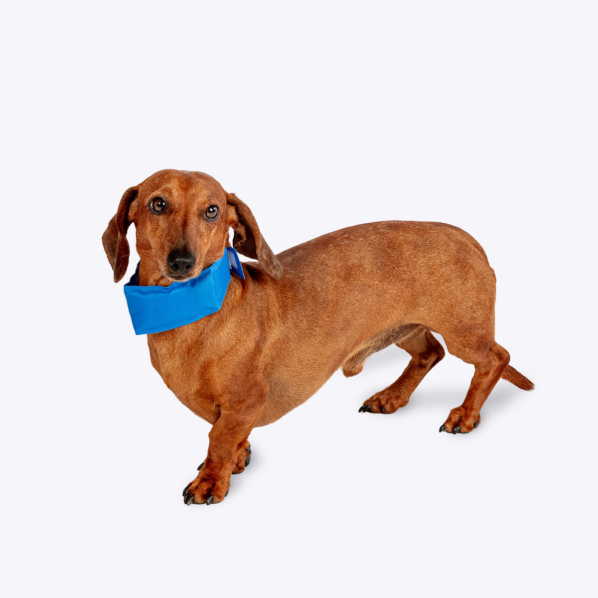 Dachshund wearing the Danish Design Dog Cooling Collar 