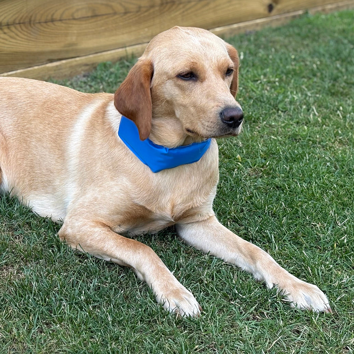 Labrador Weareing the Danish Design Dog Cooling Collar