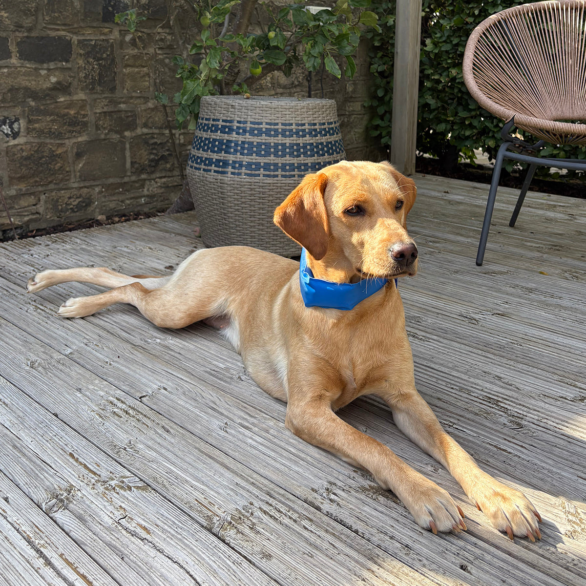 Labrador wearing the Danish Design Dog Cooling Collar