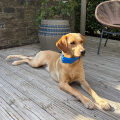 Labrador wearing the Danish Design Dog Cooling Collar