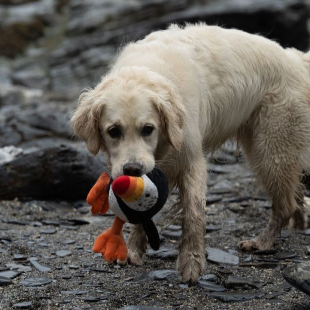 Petface Pana Puffin Plush Dog Toy in Dogs Mouth
