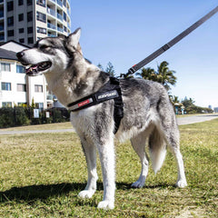 Express Harness