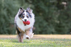 KONG Classic Dog Toy